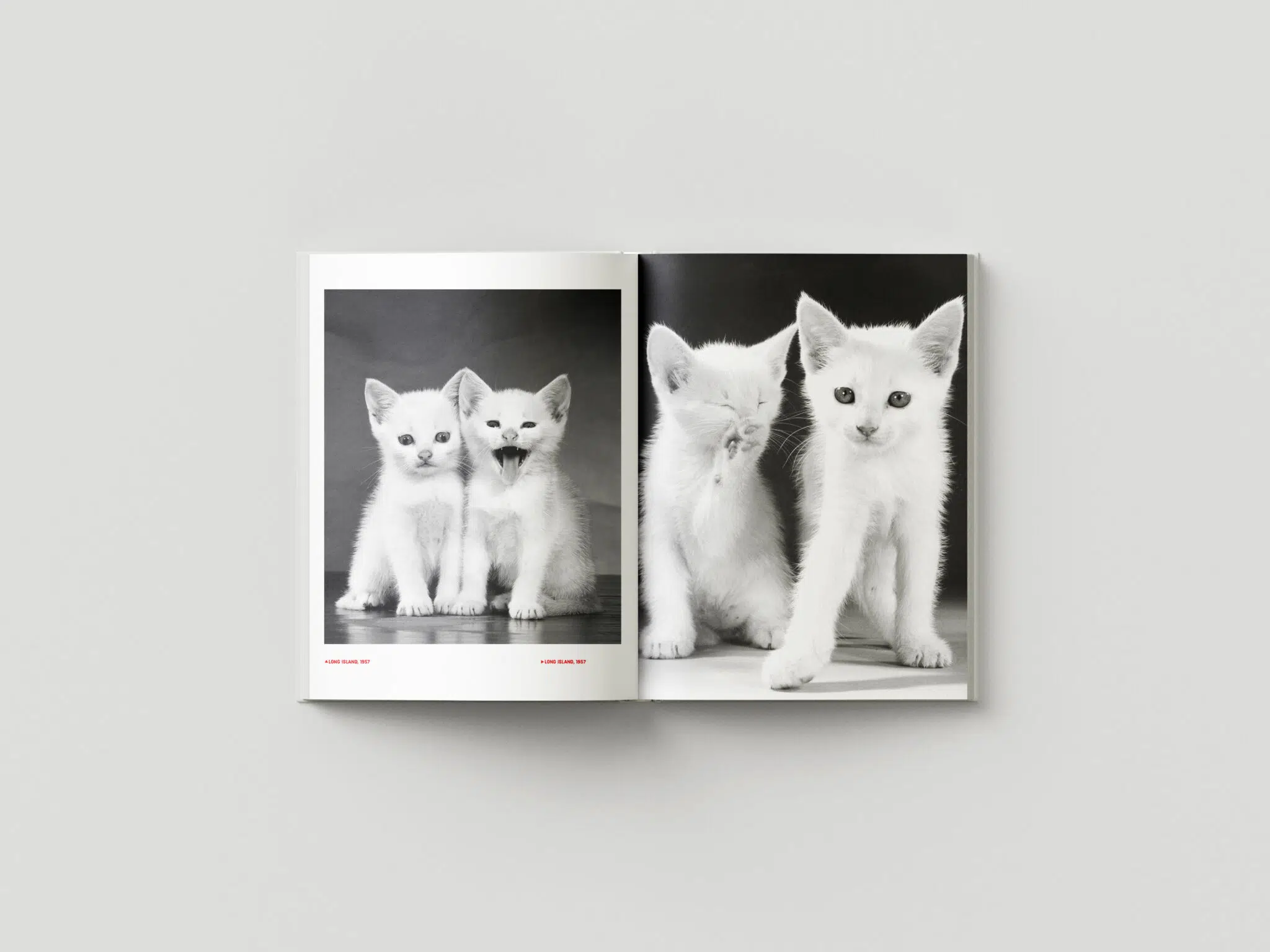 A spread from “Walter Chandoha: Family Cats From the Archive 1949–1962,” published by Damiani Books