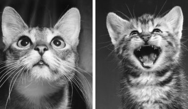 Book by ‘Godfather of Cat Photography’ Honors Feline Friends