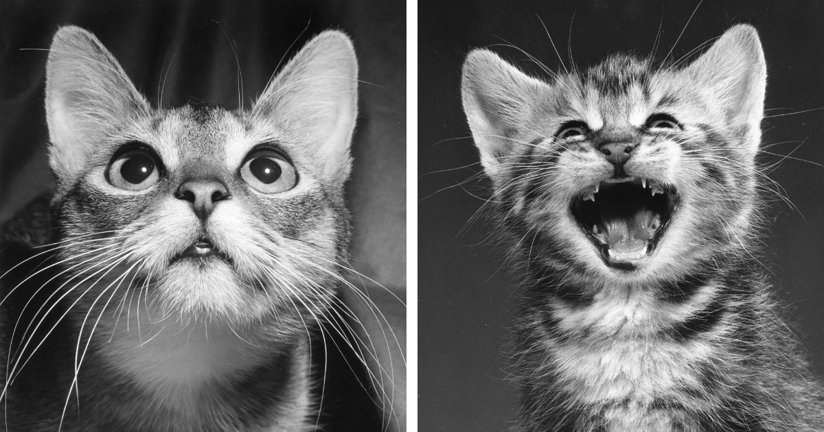 Book by ‘Godfather of Cat Photography’ Honors Feline Friends