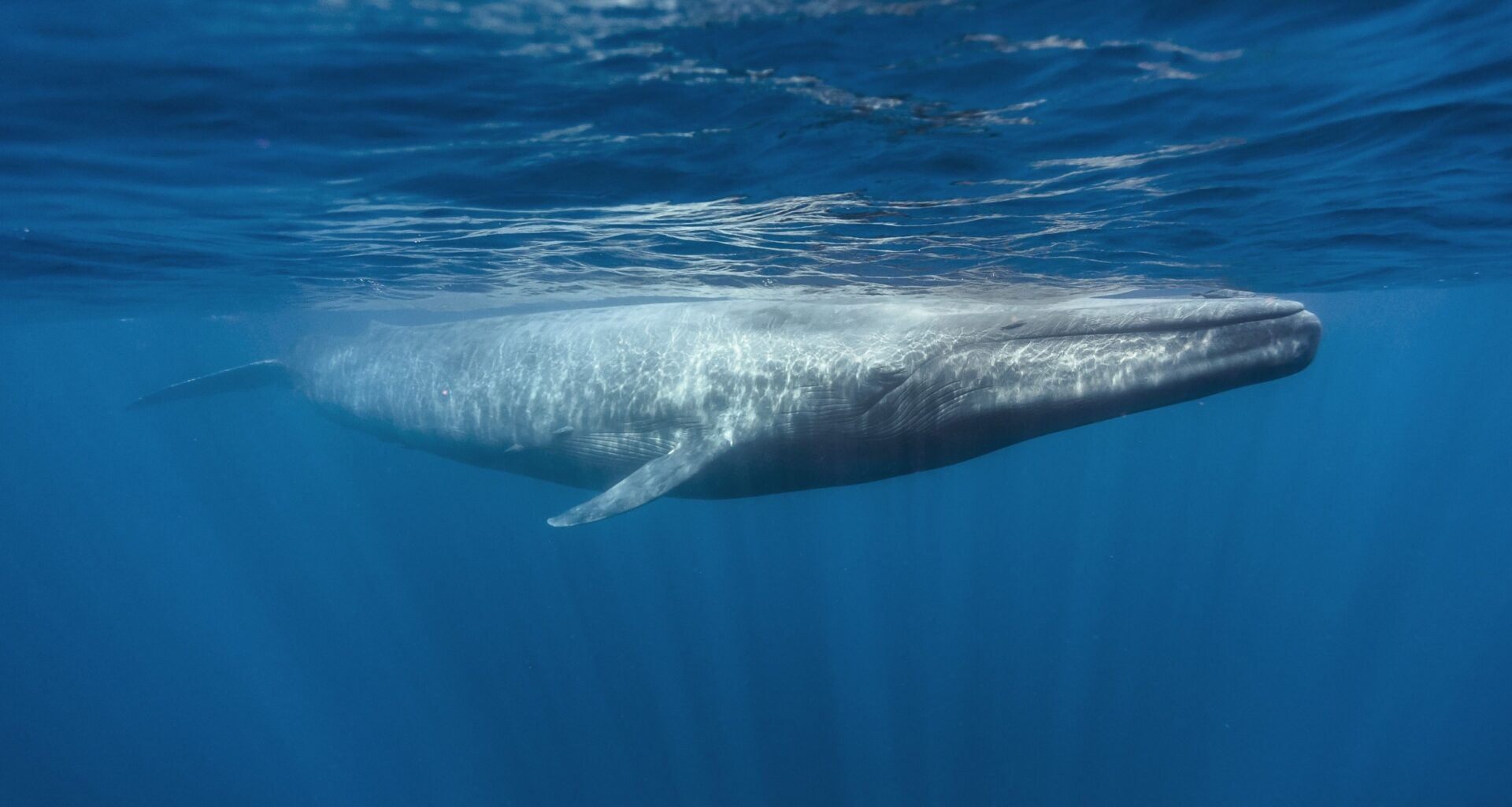 One whale song unlocks decades of hidden ocean data
