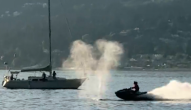 Watercraft Slams Into Gray Whale Near Vancouver, Injuring Driver