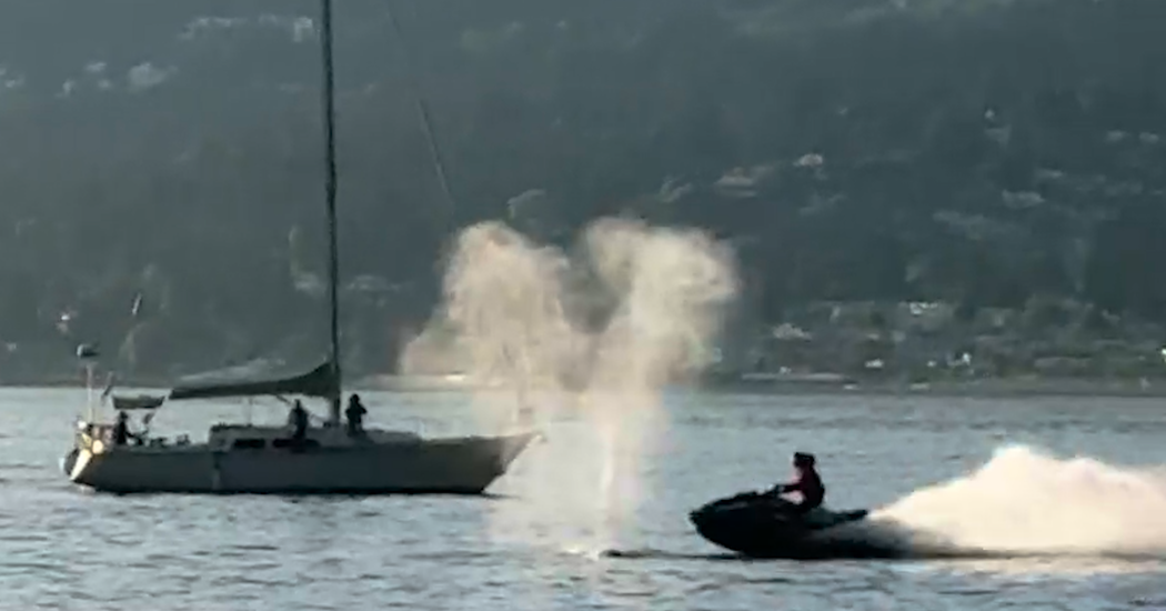 Watercraft Slams Into Gray Whale Near Vancouver, Injuring Driver