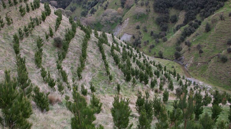 Young radiata pine trees grow on a hillside near Tiraumea, north of Masterton