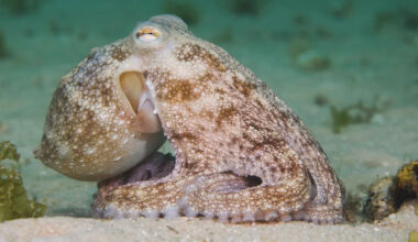 Octopuses learn to use mirrors to find hidden prey in first-ever invertebrate study