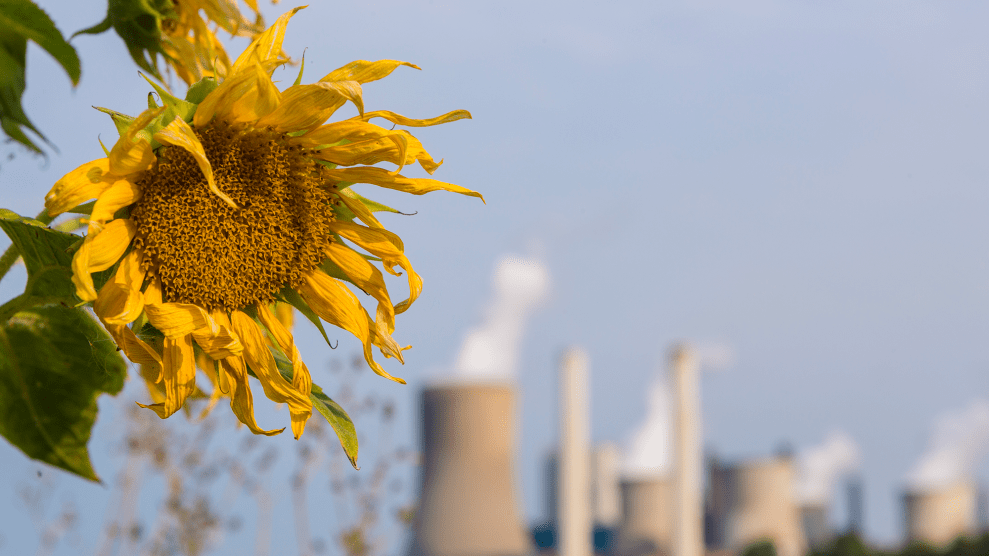 Sunflower growing in front of a coal plant.