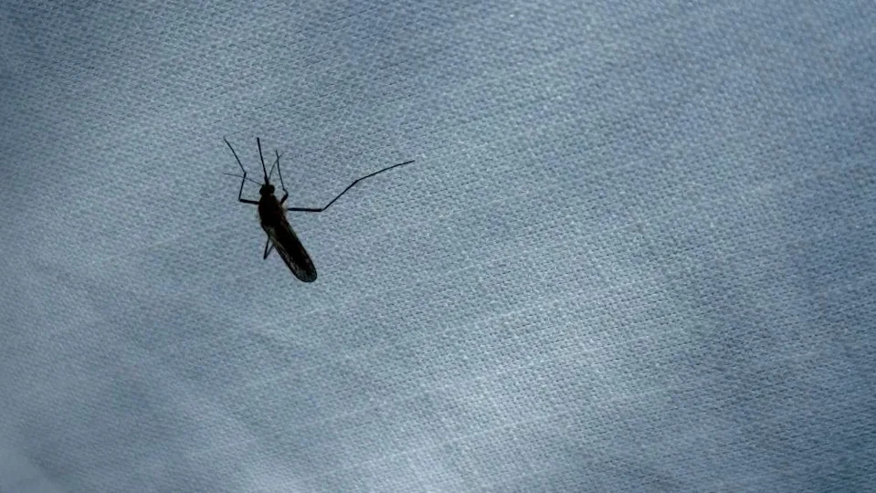 A black mosquito is silhouetted against a grey tent.
