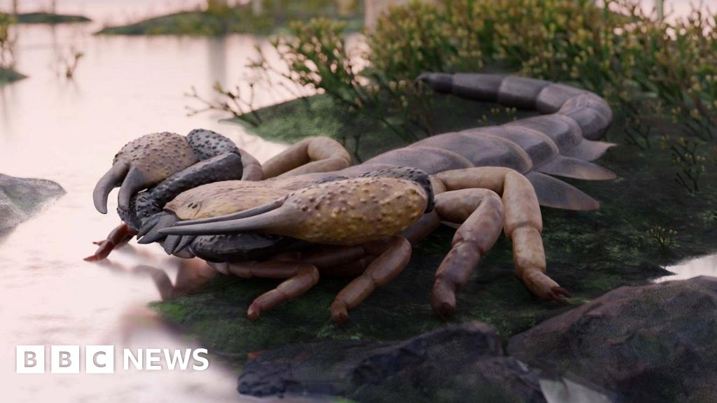 World's largest scorpion roamed UK 400 million years ago, says expert - BBC