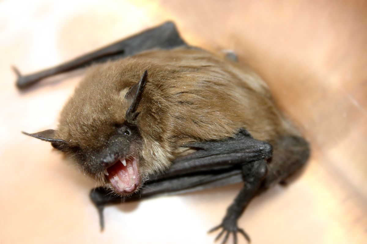 The boy woke up to a bat on his face
