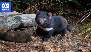 Why bird flu poses a high risk to many Australian native mammals