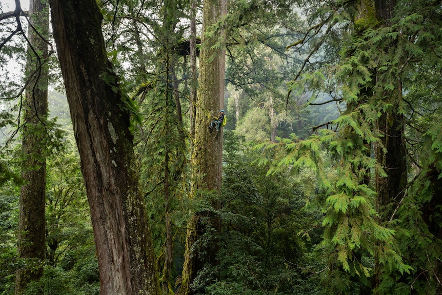 A climber hangs from a large tree in the centre of the image, the top and bottom cut off.