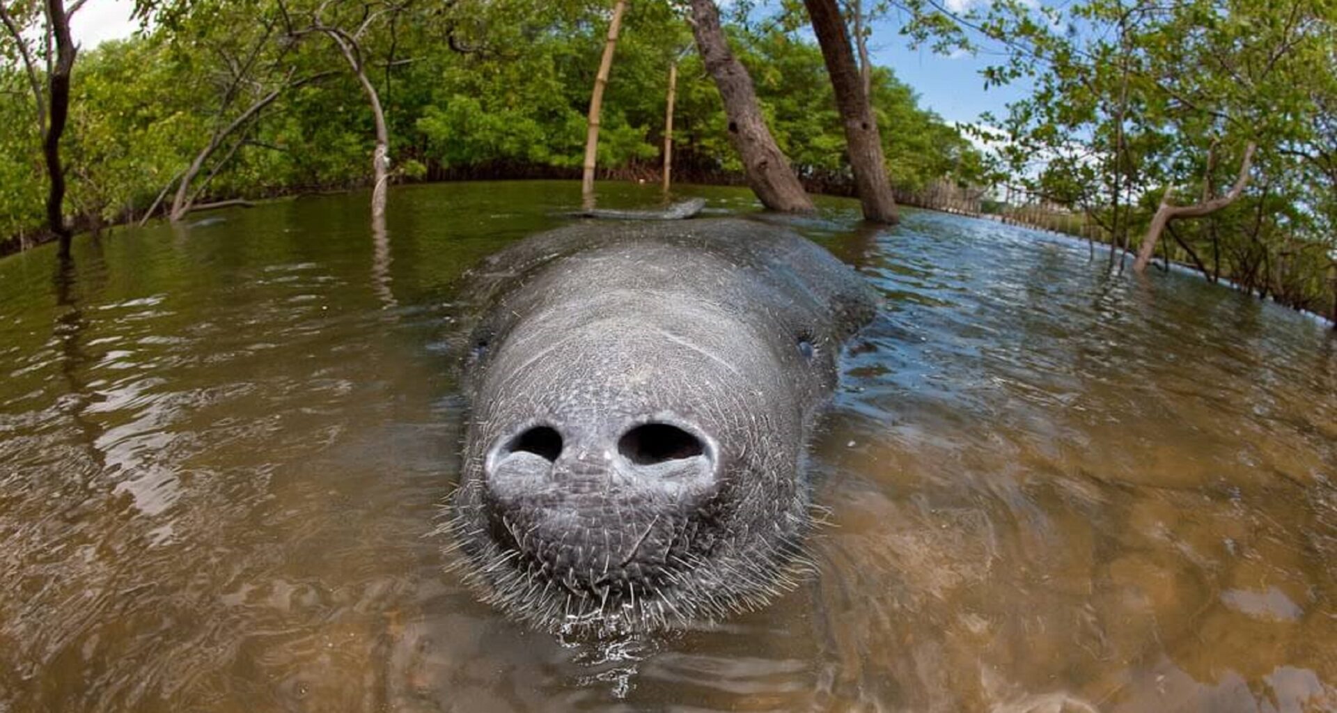 Amazon oil drilling plan excludes unique hybrid manatees too big for rescue