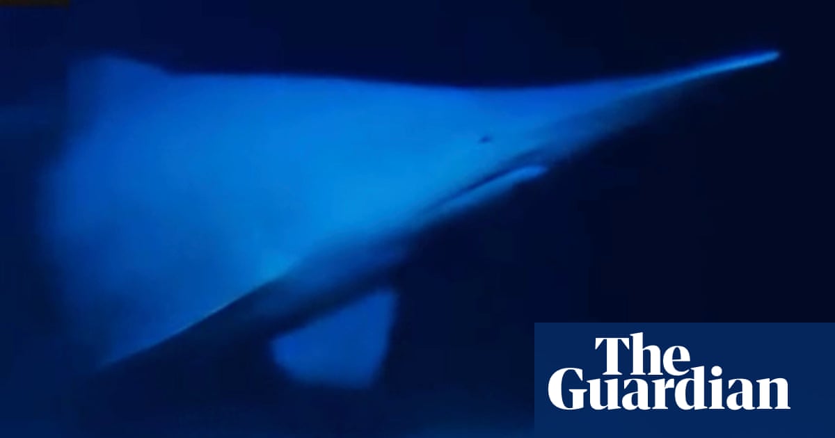 Goblin shark with face ‘not even a mother would love’ seen alive in natural habitat for first time | Sharks