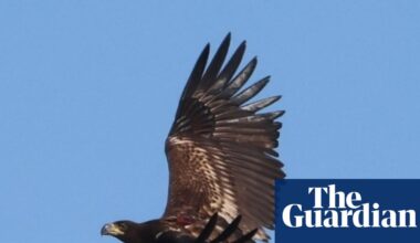 Predator or prey? The confounding case of the missing sea eagle | Birds