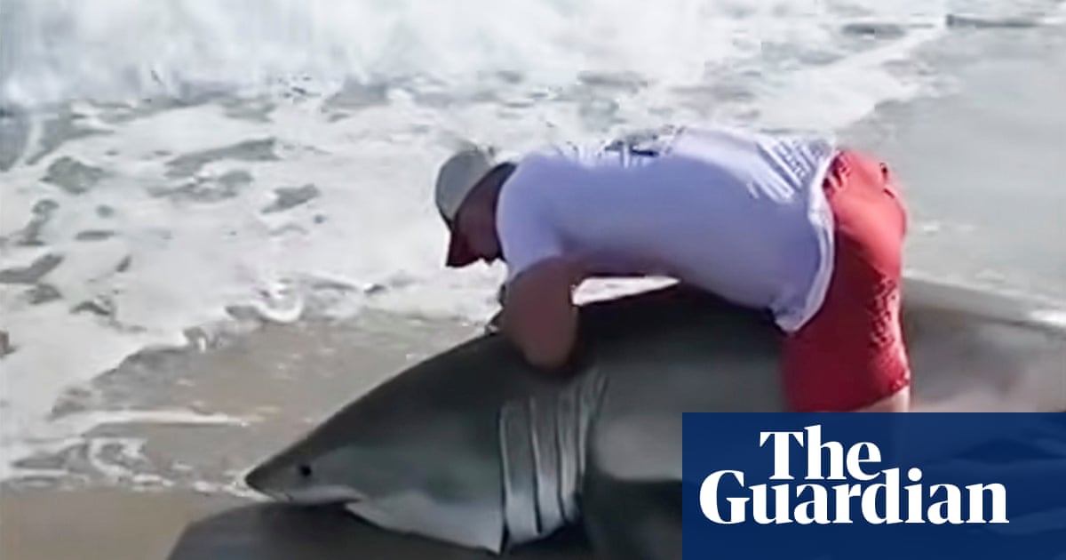 Video shows angler freeing great white shark after surprise catch at Nantucket | Sharks