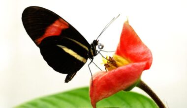 An unusual strategy helps some tropical butterflies live 25 times longer than their relatives