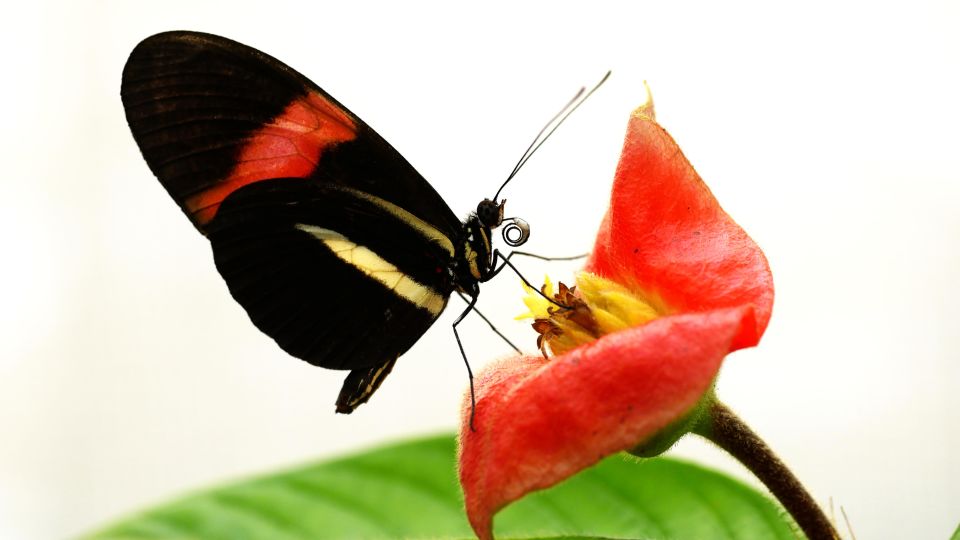 An unusual strategy helps some tropical butterflies live 25 times longer than their relatives