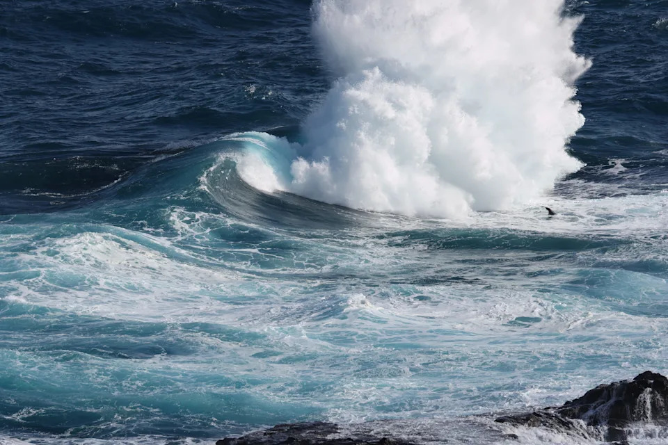 A fur seal staring at a giant wave off Portland.