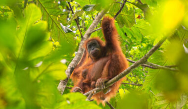 Indonesia Landslides Devastated Endangered Orangutans, Study Finds