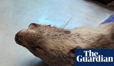 Country diary: The grisly beauty of an otter postmortem | Rivers