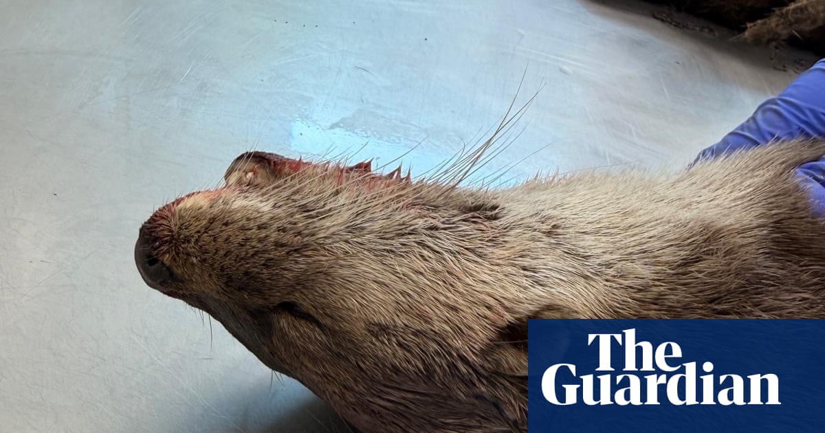 Country diary: The grisly beauty of an otter postmortem | Rivers