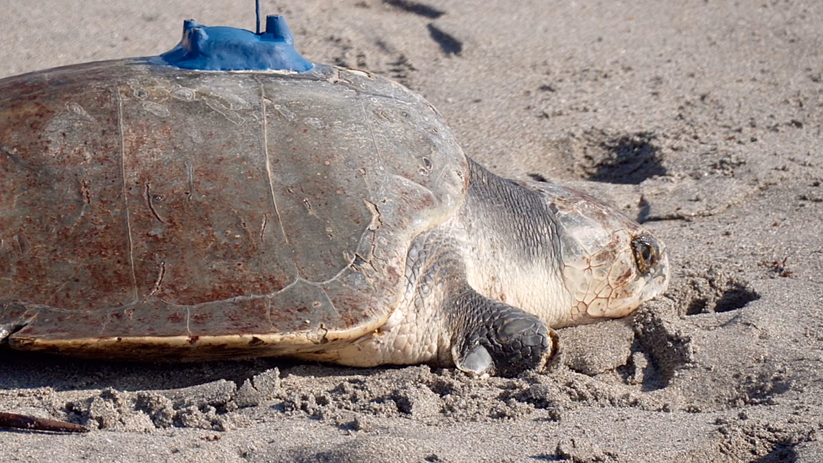 China claims 'spy sea turtles' are studying its coastline
