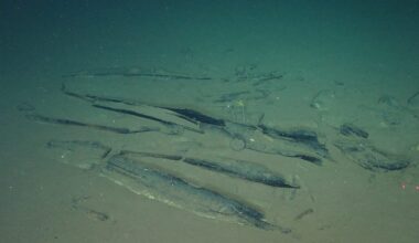 Scientists discover where whales go to die