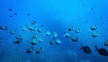 All hands on deck: the EU's €92 million bid for a global ocean intelligence network