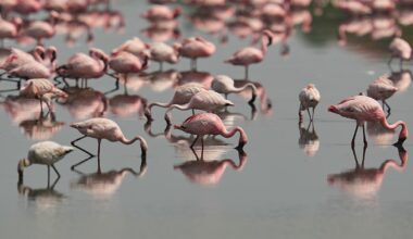A flamboyance of flamingos flocks to Venice Lagoon thanks to EU wetlands restoration project