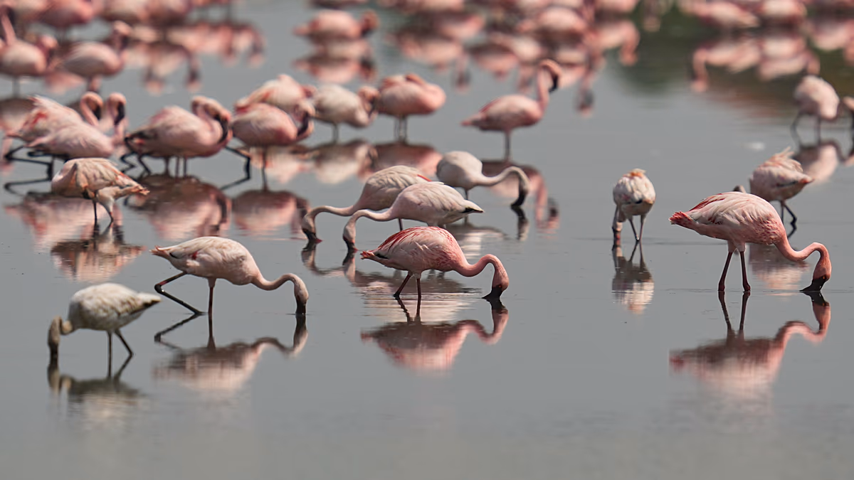 A flamboyance of flamingos flocks to Venice Lagoon thanks to EU wetlands restoration project