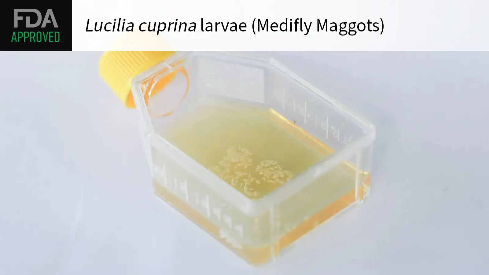 FDA APPROVED Lucilia cuprina larvae (Medifly Maggots) over a photo of the product.