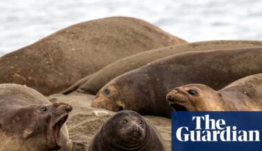 Levitating penguins and predatory ants: Australian Geographic nature photographer of the year 2026 shortlist – in pictures | Photography