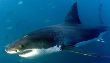 Do you know these five ways to reduce the risk of a shark attack?