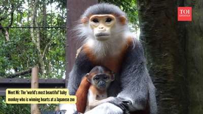 Meet Mi: The 'world's most beautiful' baby monkey who is winning hearts at a Japanese zoo