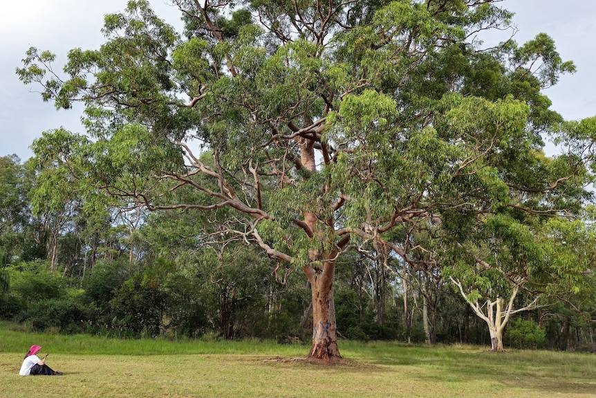 A very large Red Gum tree filling the frame with a person in a red hat sitting off to the left looking at it.