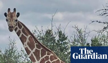 Gracie the giraffe who loves to wander found safe after search with community help | Texas