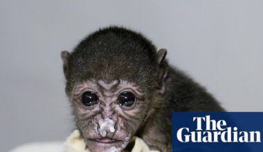 ‘To them a power line is a line of trees’: Costa Rica moves to protect howler monkeys from electrocution | Environment