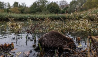 How eight beavers solved a Tube flooding problem engineers have been trying to fix for years