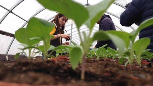 Women in farming more vulnerable to mental-health struggles and stress, Guelph study finds