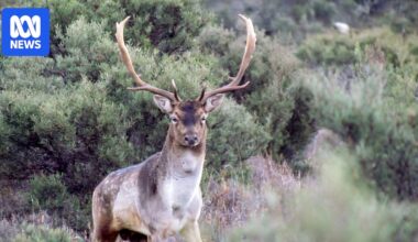 Farmers say new rules for feral deer hunting in Tasmania are a 'missed opportunity'