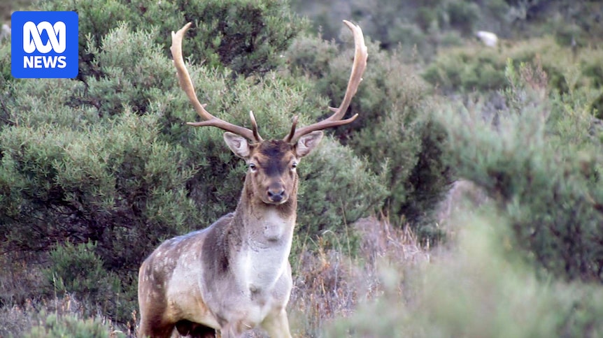 Farmers say new rules for feral deer hunting in Tasmania are a 'missed opportunity'