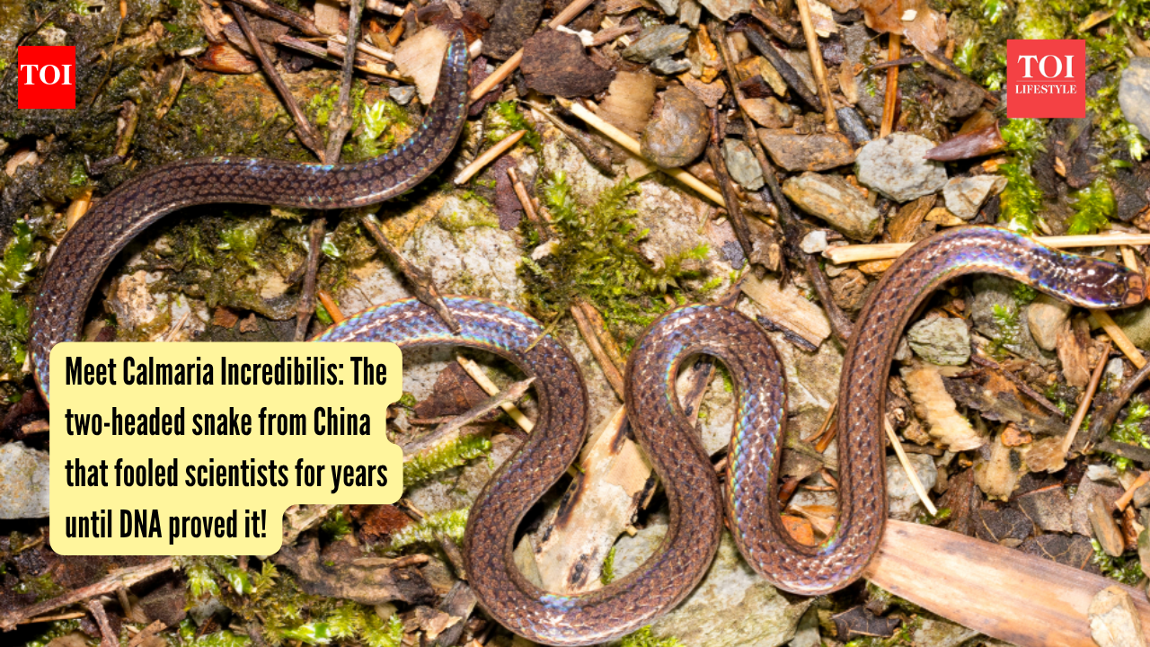Meet Calmaria Incredibilis: The two-headed snake from China that fooled scientists for years until DNA proved it!