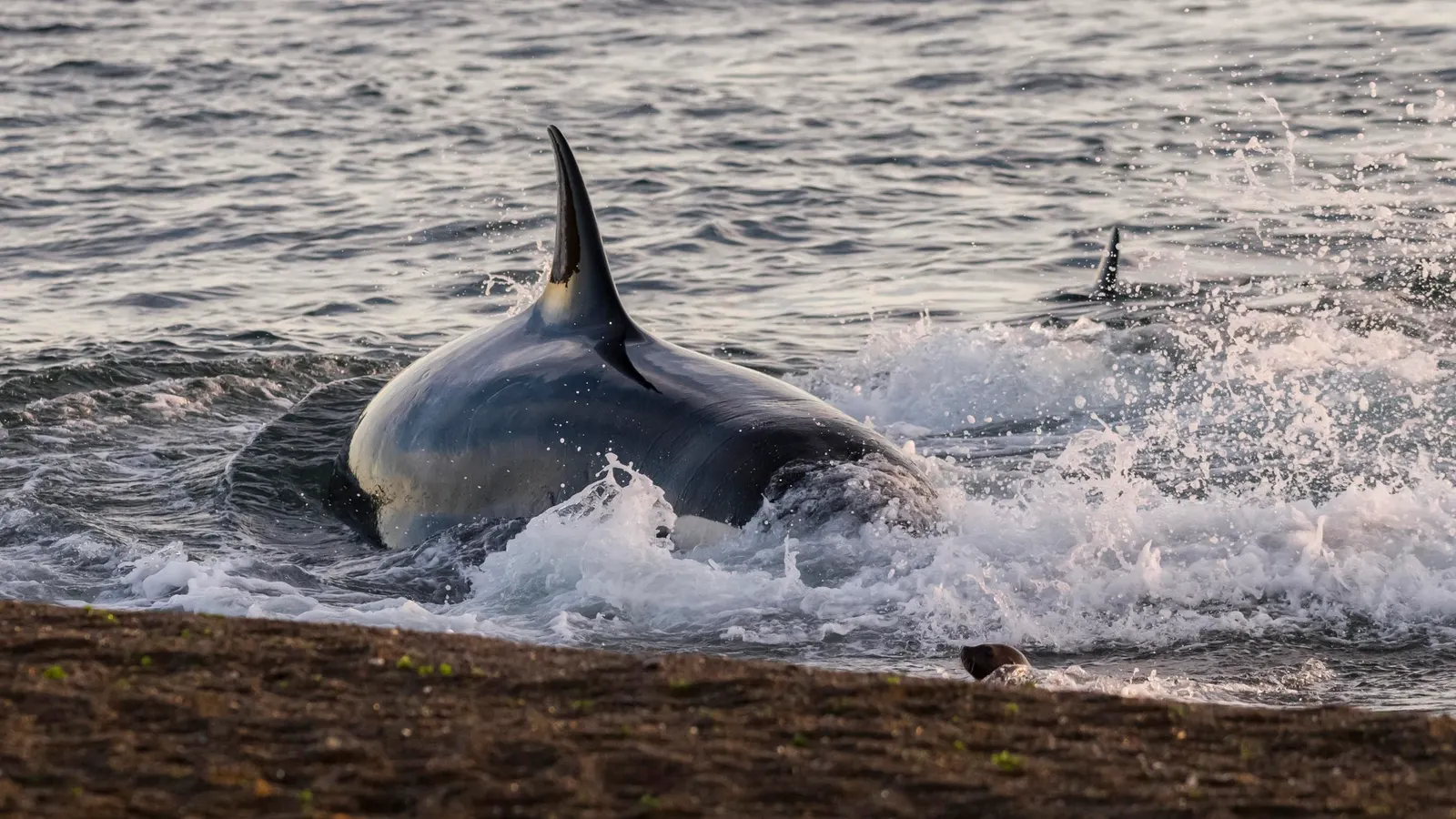 Killer Whales Teach Their Children To Beach Themselves — A Biologist Explains Why