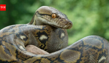 Heaviest snakes in the world: From green anacondas to giant pythons that rule the heavyweight reptile world |