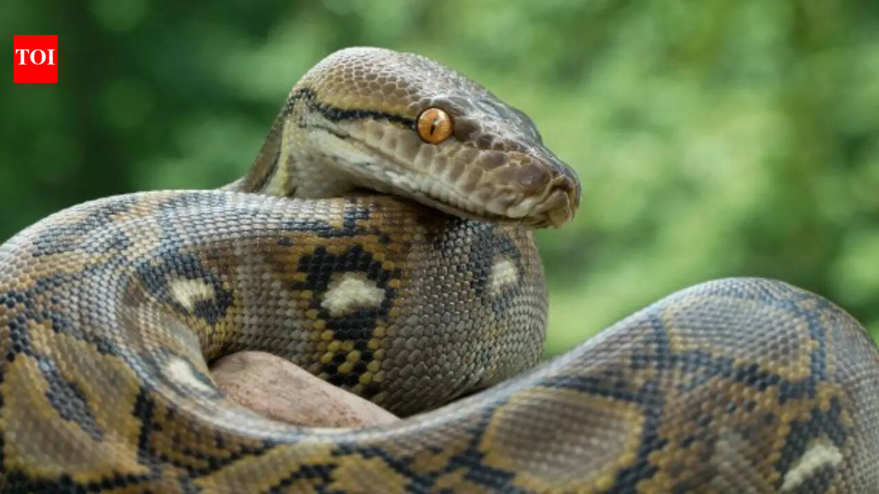 Heaviest snakes in the world: From green anacondas to giant pythons that rule the heavyweight reptile world |