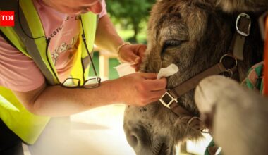 Therapy donkeys are helping psychiatric patients heal at a hospital on outskirts of Paris