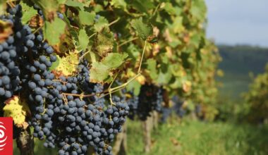 SFO files charges against former Sacred Hill Vineyards executive and director