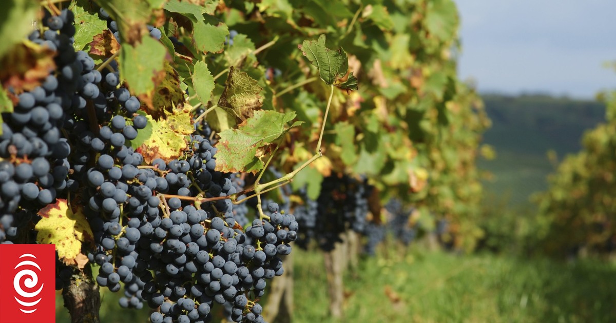 SFO files charges against former Sacred Hill Vineyards executive and director