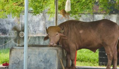 Rare albino buffalo that resembles Trump now living the high-life after being spared execution