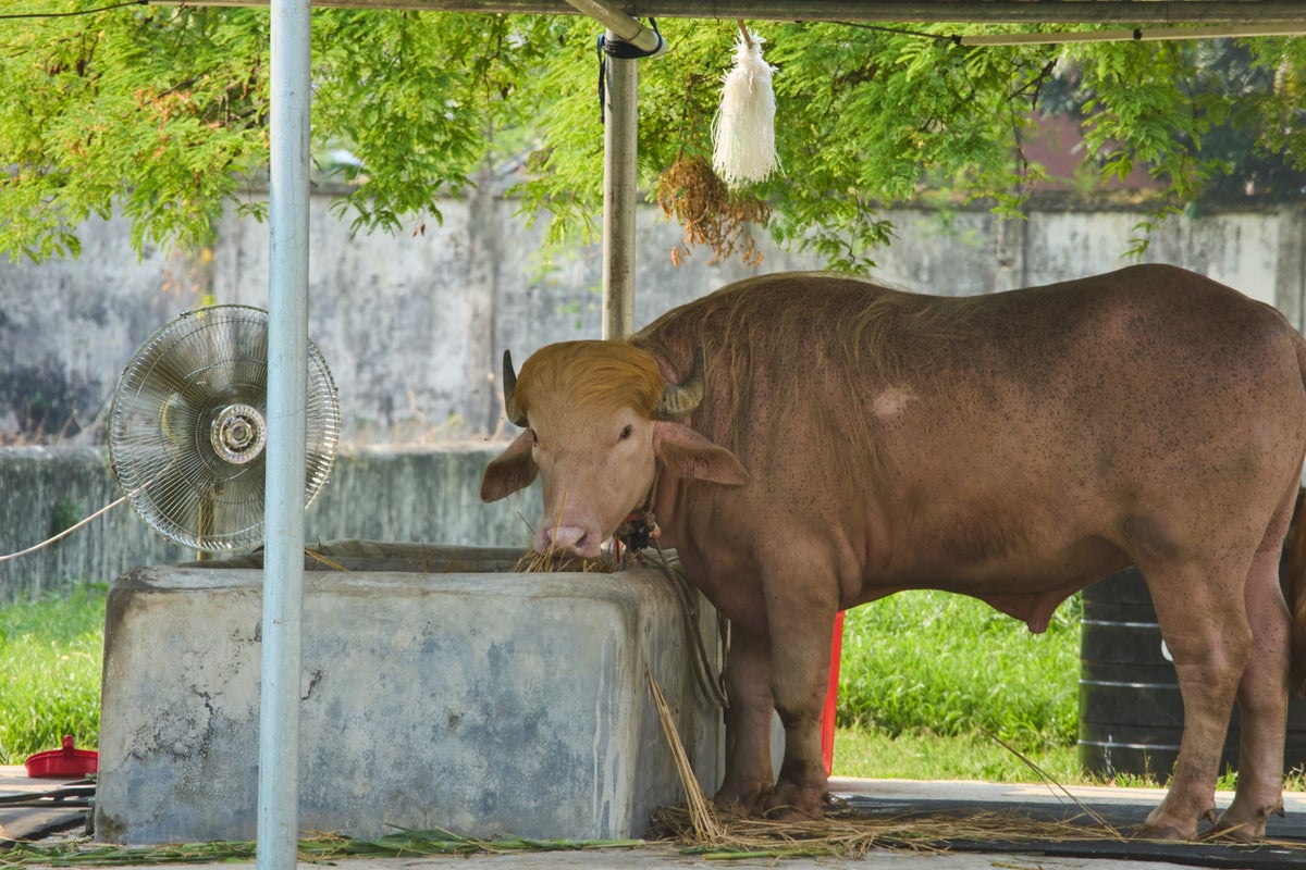 Rare albino buffalo that resembles Trump now living the high-life after being spared execution