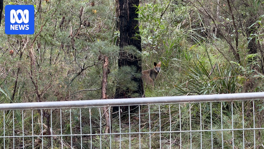 Reports of wildlife displaced at Fred Caterson Reserve as controversial sports project begins
